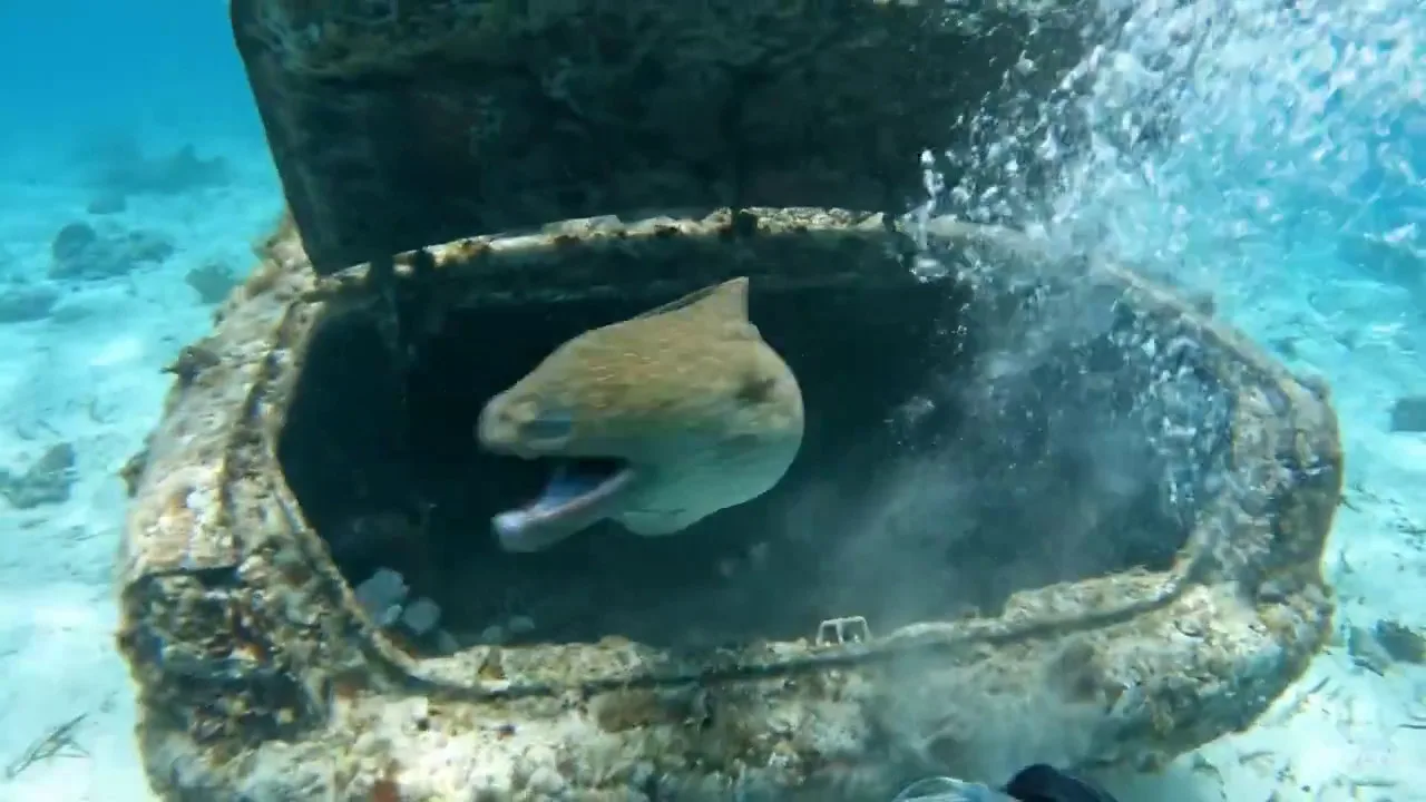A scuba diver sees a massive green moray eel